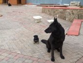 Продам собаку восточноевропейская овчарка, самка в Смоленске