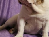 Продам собаку английский бульдог, самка в Самаре, Английские бульдоги, Две