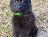 Продам собаку, самка в Тольятти, Собака в добрые руки, Возраст около 3 месяцев