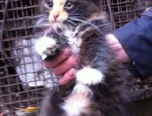 Продам кошку, самец в Тольятти, 3 котёнка, Трое бедолаг замерзают на улице