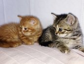 Продам шотландская, самец в Анапе, Шотландские котята редких окрасов, Котята