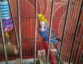 Продам птицу в Казани, Волнистые попугаи, Клетка мальчик и девочка