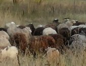 Продам барана в Рассказове, Овцы Стадо, стадо овец в количестве 80 овец и 2