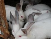 Продам заяца в Абакане, Кролики, кроликов Калифорнийцы, Ризены, Белые