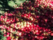 Продам в Ахтах, Яблоки, Продаются яблоки разных сортов ящик 300 руб
