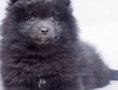 Продам собаку шпиц, самка в Москве, щенка немецкого шпица, очаровательного