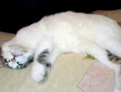 Продам кошку, самец в Усть-Лабинске, Милые и очень ласковые котята ищут хозяев