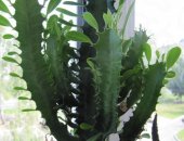 Продам комнатное растение в Волгограде, Молочай трехгранный Euphorbia trigona