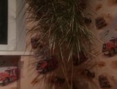 Продам комнатное растение в Симферополе, Драцена, длина 170 см, Самовывоз