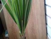 Продам комнатное растение в Чебоксарах, Молодые пальмочки, Разновидность