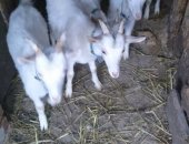 Продам козу в Москве, стадо коз 35 голов, Дойные, Зааненские, Альпийские