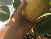 Продам комнатное растение в Усолье-Сибирском, Лимон, саженцы лимонов