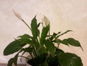 Продам комнатное растение в Хабаровске, Спатифиллум, Очаровательный цветок
