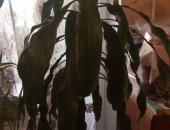 Продам комнатное растение в Уфе, Драцена, Длина цветка от пола 180 см, Отдаю в