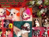 Продам собаку чихуахуа в Москве, Лучшие подарки в год Желтой Собаки щенки