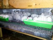 Продам яица в Обнинске, Перепела, птенцы, яйцо и тушки, Перепела выращены