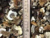 Продам грибы в Пскове, Белый гриб целый сушёный, 1 сорт - 3500 руб за кг 2 сорт