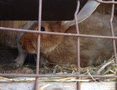 Продам мясо в Серпухове, Кролики, выращены в вольных условиях на и разведение