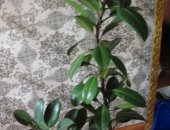 Продам комнатное растение в Красноярске, Фикус, Высота без горшка 110 см горшок