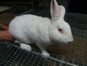 Продам заяца в Пятигорске, Кролики породы HYPLUS заслуженно набирают