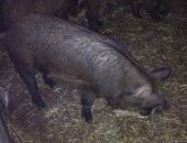 Продам свинью в Воронеже, Кабан дикий, продается дикий кабан на племя! возраст