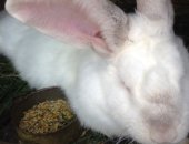 Продам заяца в Тамбове, Кролики различных пород шиншилла, бабочка, Цена 450