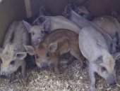 Продам свинью в Янауле, Продаются чистокровные поросята и покрытые самки