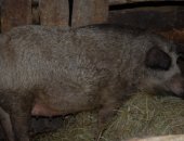 Продам свинью в Уфе, Свинья венгерская мангалица, чистокровные свиноматки
