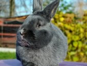 Продам заяца в Туле, Кролик Венский голубой, Одна из самых популярных для
