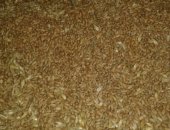 Продам корм для грызунов в Хасавюрте, Пшеница урожай 2017, Скидка на объем