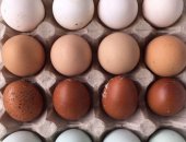 Предлагаем инкубационное яйцо из Чехии, Словакии, Франции, Венгрии и Росиии