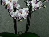 Орхидея Фаленопсис, фаленопсис цветущий! Больше информации в группе Орхидеи