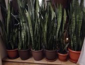 Продам комнатное растение в Санкт-Петербурге, большие 140 см сансевьеры, Одна