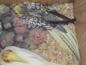 Продам птицу в Вологде, Птенцы Карелла белого и природного окраса от21, 11