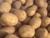 Продам овощи в Краснодар, картофель - сорт Галла, Картошка очень вкусная