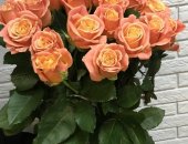 Продам комнатное растение в Ростов-На-Дону, Цветы премиум класса: розы