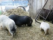 Продам свинью в Чебоксарах, Сейчас тся травоядные вьетнамские вислобрюхие