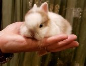 Продам заяца в Воронеже, Кролик 1 месяц белый с серым родился 2, 01, 18г