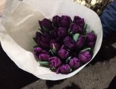 Продам комнатное растение в Армавире, Тюльпаны оптом к 8 марта! собственного