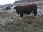 Продам корову в Кемерове, Коровы герефордской породы самый распространённый в