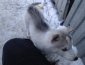 Продам собаку, самка в Сарапуле, щенков хаски остались девочка и мальчик глаза