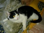 Продам кошку, самка в Тюмени, Кошка в дар, Симпатичный кот, Спокойный и умный