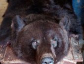 Продам аксессуары, интерьер в Новосибирске, Продается медвежья шкура с головой