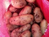 Услуги в Монпелье, Предлагаем качественный картофель оптом в мешках по 25