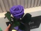Продам комнатное растение в Москве, Представляем Вашему вниманию живые розы В