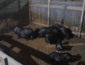 Продам свинью в Санкт-Петербурге, Вьетнамские вислобрюхие поросята от 1 месяца и старше