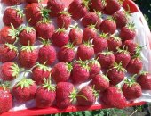 Продам семена в Уфе, Открыта реализация саженцев земляники садовой по технологии фриго