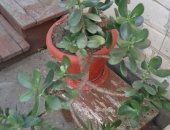 Продам комнатное растение в Невинномысске, Цветы, В связи С от'ездом-Драцена, денежное