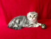 Продам шотландская, самец в Подольске, Продаётся шотландский вислоухий котенок