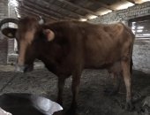 Продам корову в Грозном, Две коровы с очень хорошим удоем, На фото утренняя дойка 13,